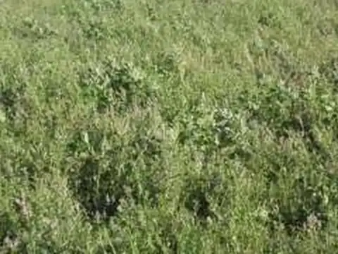 Mega Campo Mixto en San Luis: 7.600 Hectáreas a U$D 4.000/ha