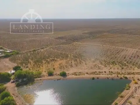 Campo en Venta - Finca Productiva en Mendoza