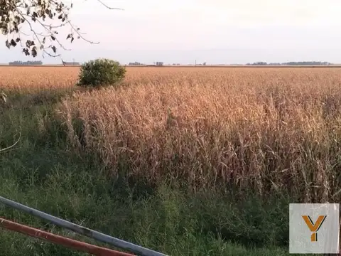 Campo en venta - 280 Hectáreas - Bolívar