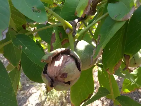 Quinta en Venta en Bowen, USD 95.000