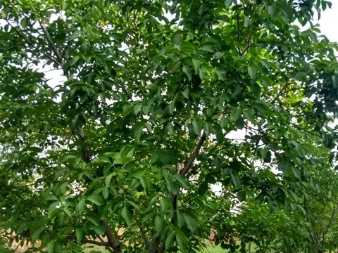 Quinta en Venta de 2 dormitorios