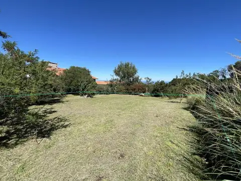 Pajaro Carpintero