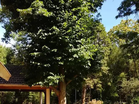 Francisco de Paula Castañeda 100