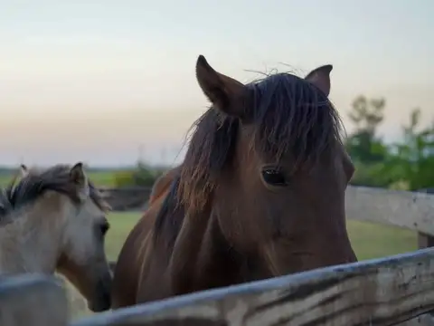 Terreno en Venta de 10720,0 m2