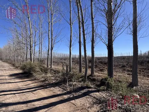 Terreno en Venta de 295,0 m2