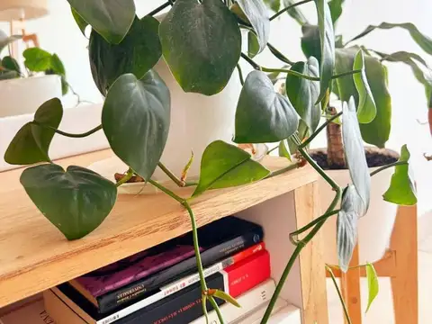 ALQUILER TEMPORARIO 2026