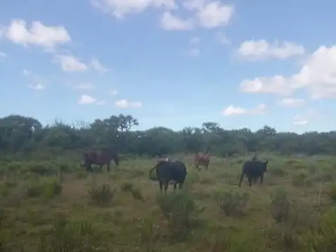 Chacra en venta 12 hectáreas en Corte de la Leña — con opción de fraccionamiento. Uruguay