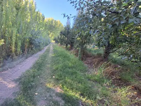 En Venta Chacra de 65 Has, Isla Adelina, Centenario Neuquén.