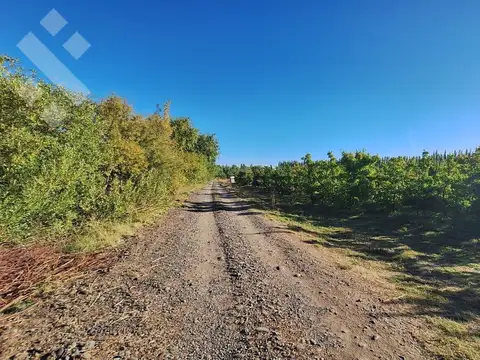 En Venta Chacra de 65 Has, Isla Adelina, Centenario Neuquén.