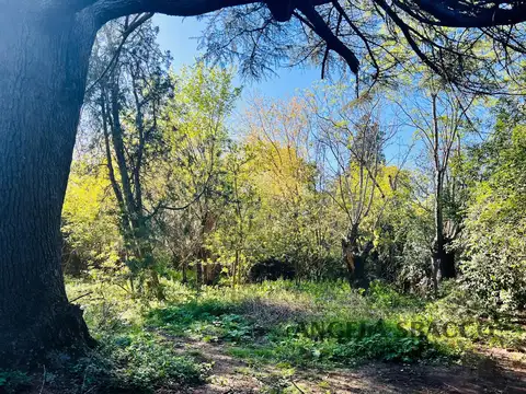 Cedro, Parque Jularo.