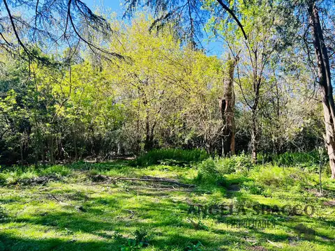 Cedro, Parque Jularo.