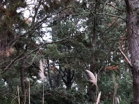 Terreno en Venta 44  mts Fondo