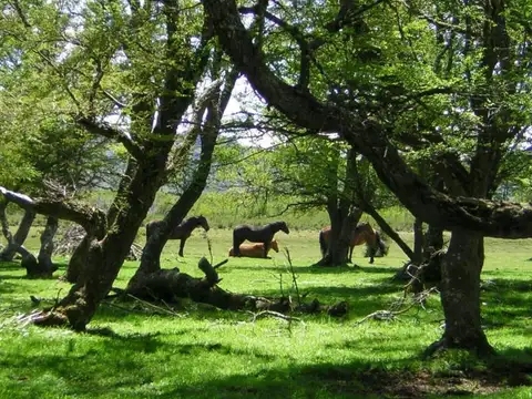 Terreno venta Patagonia  Chubut 2,8 Ha. pesca con mosca frente sobre ruta bosque nativo