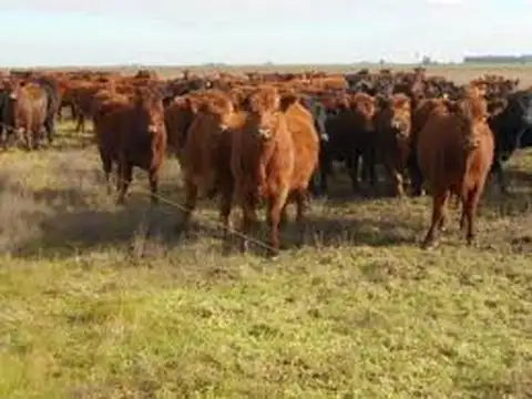 PILA 1000Has MIXTAS !!!