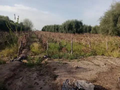 FINCA EN VENTA – FRAY LUIS BELTRÁN, MAIPÚ, MENDOZA