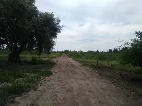 VENTA CAMPO AGRICOLA - CAÑADA SECA -SAN RAFAEL