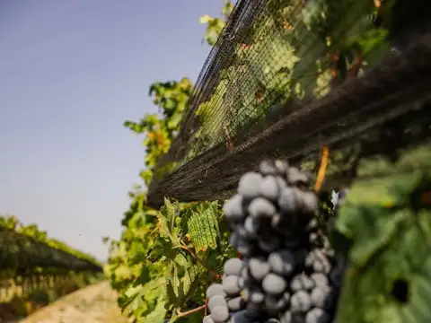Campo en Venta en La Arboleda, Tupungato