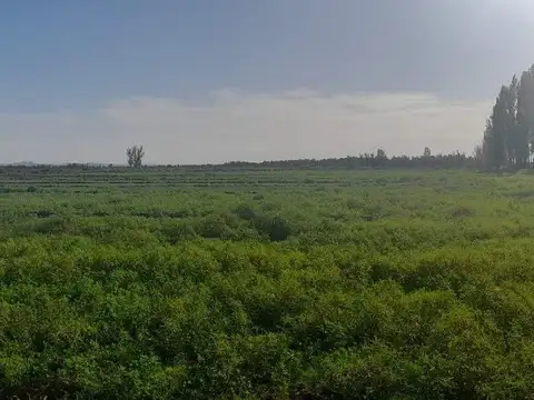 campo mixto 717 Hect CARMENSA