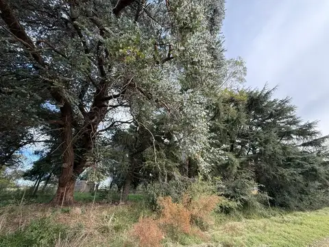 Campo - Venta - Argentina, Lobos