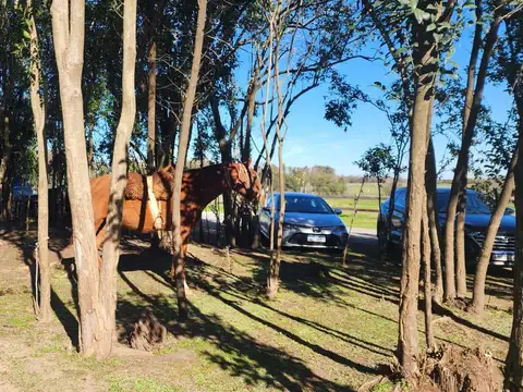 Chacras de Zelaya, Pilar