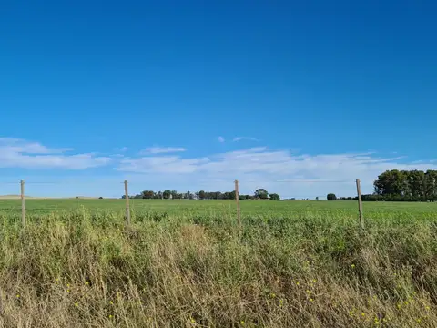 VILLARINO -EXCELENTE CAMPO GANADERO PARA CRIA - 26 POTREROS - 7 MOLINOS