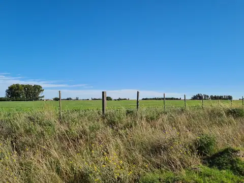 Campo en Alquiler Ganadero