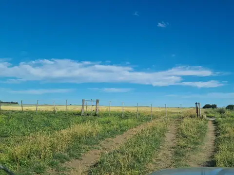 Campo en Alquiler Ganadero