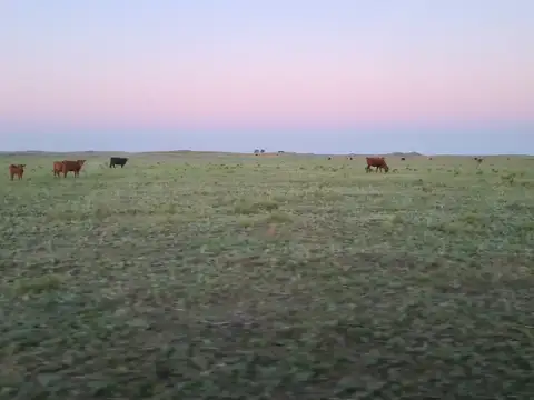 VILLARINO EXCELENTE EXPLOTACION DE CRIA - CAMPO MUY PREPARADO