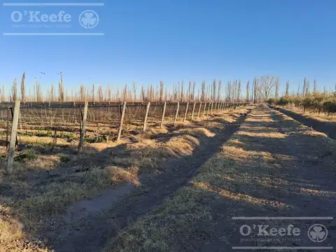 Finca en venta de 18 has en Paredes , San Rafael,Mendoza
