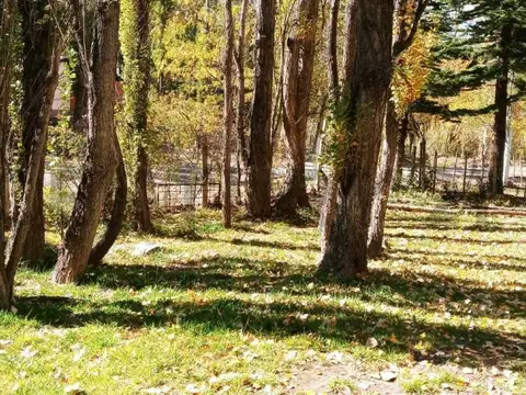 Los tulipanes , Piso 0
