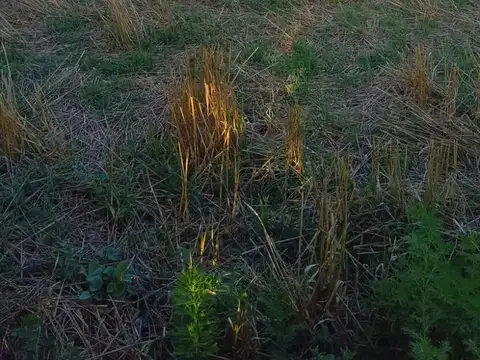 el Socorro General Gelly Pergamino