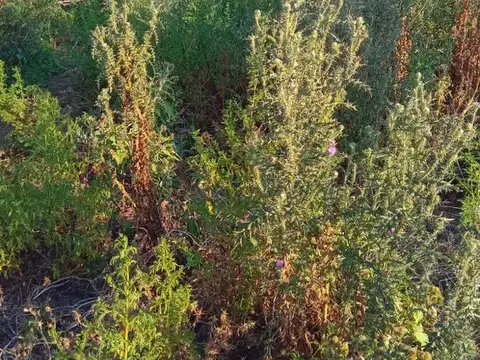 el Socorro General Gelly Pergamino