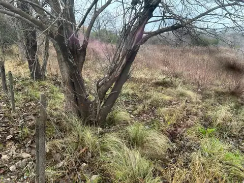 Los Fresnos 300