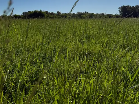 Terreno en Venta 119  mts Fondo