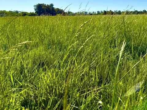 Terreno en  Polo Club Santa Maria, Lobos