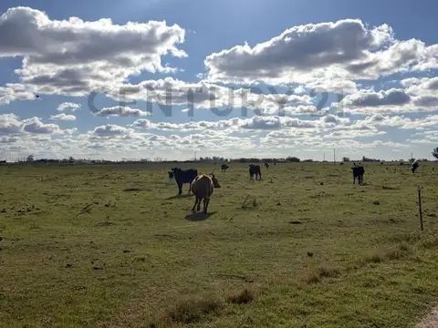 CAMPO DE 25 HECTÁREAS – 11 HA AGRÍCOLAS + SECTOR GANADERO. ELORTONDO