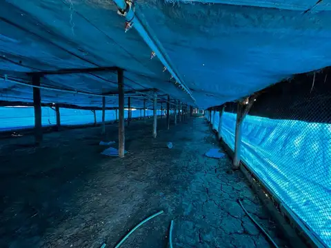 Vendo Campo de 3,5 Has con granja en Pronunciamiento, Entre Ríos.