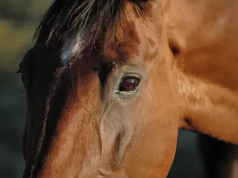 Terreno en  Cayuquen, Pilar Golfers Chacras de Murray Pilar