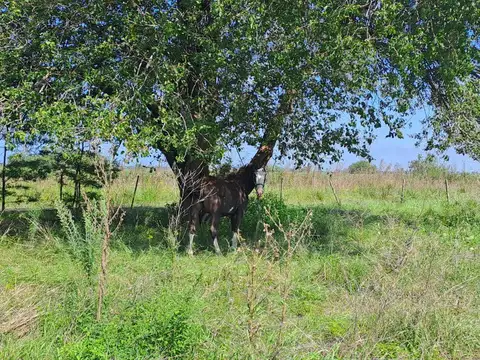 Terreno en venta - 5.000Mts2 - El Remanso, Exaltación de La Cruz