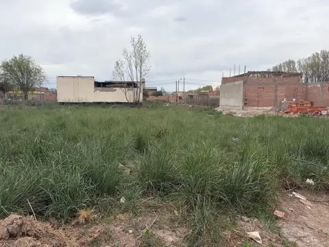cauquen 100