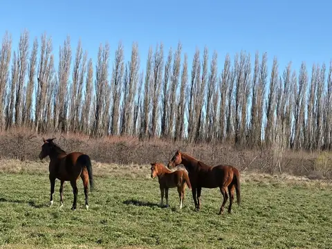 Chacra productiva - Barda del Medio