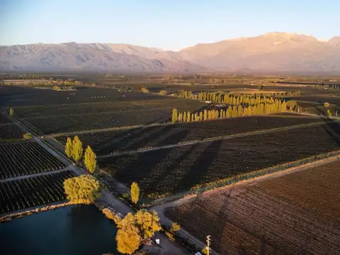 Venta finca 11 hcts, 1ra zona la consulta, mendoza