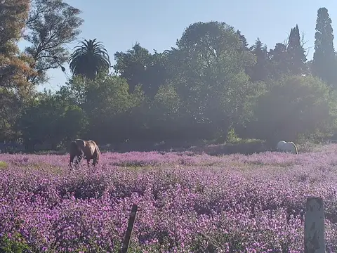 Casa en Alquiler Temporal con 4 cocheras