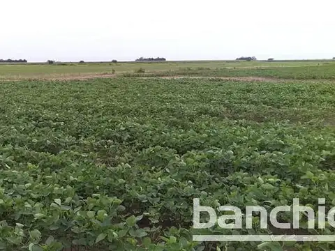 90 ha Mixtas Villa Eloísa