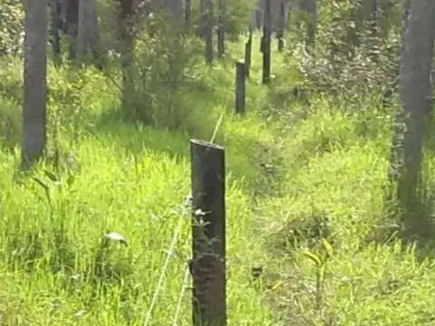 INVERSIÓN AGROPECUARIA - 3.200 Hectáreas FORMOSA