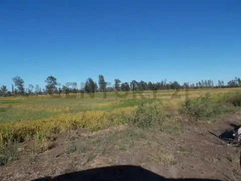 Campo en Venta de 50  ha