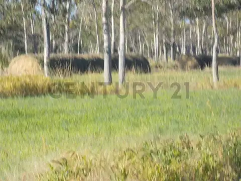 VENTA CHACRA 48 HECTAREAS PRODUCCION AGRICOLA ZONA RURAL DE VIEDMA PROVINCIA DE RIO NEGRO