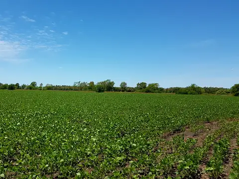 86 Has. agrícolas en Solis