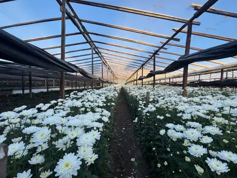 CAMPO EN VENTA  EN ABASTO SOBRE RUTA 36