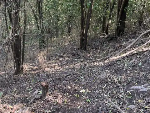 Carlos Pellegrini 100